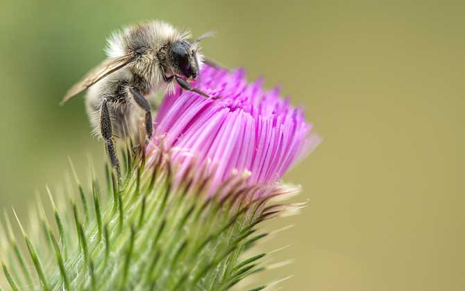 被蜜蜂蟄了如何處理？